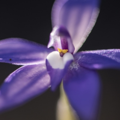 Glossodia major (Wax Lip Orchid) at O'Connor, ACT - 15 Oct 2017 by GlenRyan