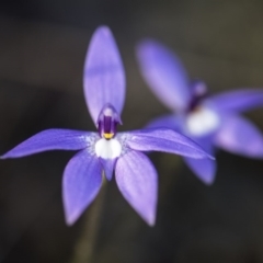 Glossodia major at O'Connor, ACT - 15 Oct 2017