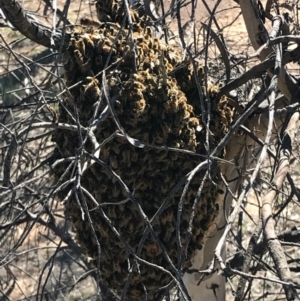 Apis mellifera at Gungahlin, ACT - 16 Oct 2017