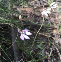 Caladenia carnea (Pink Fingers) at Paddys River, ACT - 15 Oct 2017 by W