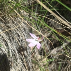 Caladenia sp. (A Caladenia) at Paddys River, ACT - 15 Oct 2017 by W