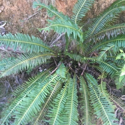 Blechnum nudum (Fishbone Water Fern) at Paddys River, ACT - 15 Oct 2017 by W