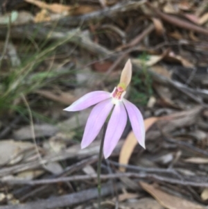 Caladenia carnea at Paddys River, ACT - suppressed