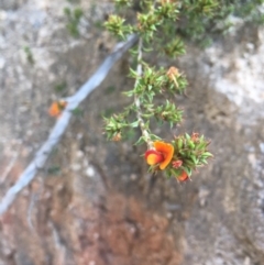 Pultenaea procumbens (Bush Pea) at Paddys River, ACT - 15 Oct 2017 by W