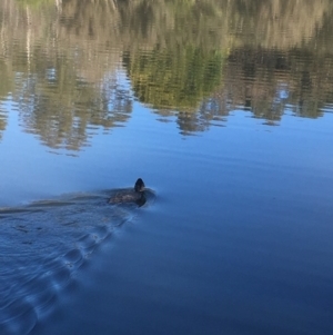 Biziura lobata at Paddys River, ACT - 15 Oct 2017