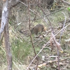 Isoodon obesulus obesulus at Paddys River, ACT - 15 Oct 2017