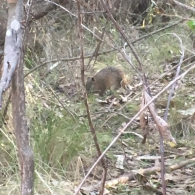 Isoodon obesulus obesulus (Southern Brown Bandicoot) at Paddys River, ACT - 15 Oct 2017 by W