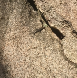 Egernia cunninghami at Paddys River, ACT - 15 Oct 2017 05:16 PM