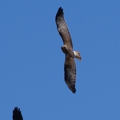 Circus approximans (Swamp Harrier) at Rendezvous Creek, ACT - 16 Oct 2017 by roymcd