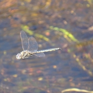 Hemicordulia tau at Rendezvous Creek, ACT - 16 Oct 2017