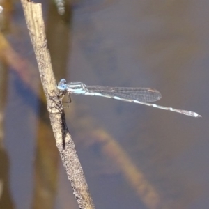 Austrolestes leda at Rendezvous Creek, ACT - 16 Oct 2017