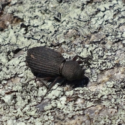 Amycterus abnormis (Ground weevil) at Rendezvous Creek, ACT - 16 Oct 2017 by roymcd