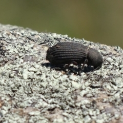 Amycterus abnormis at Rendezvous Creek, ACT - 16 Oct 2017 01:14 PM