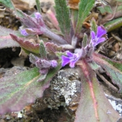 Ajuga australis at Williamsdale, NSW - 14 Oct 2017