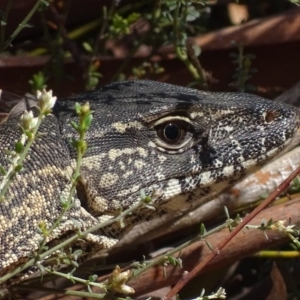 Varanus rosenbergi at Rendezvous Creek, ACT - 16 Oct 2017