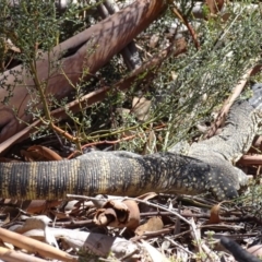 Varanus rosenbergi at Rendezvous Creek, ACT - 16 Oct 2017