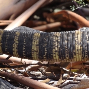 Varanus rosenbergi at Rendezvous Creek, ACT - 16 Oct 2017