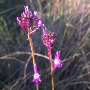 Linaria pelisseriana at Kambah, ACT - 16 Oct 2017 10:13 PM