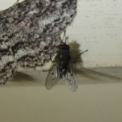 Helina sp. (genus) (Muscid fly) at Pollinator-friendly garden Conder - 11 Oct 2017 by michaelb