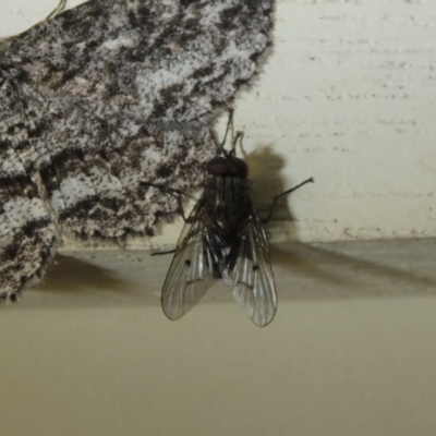 Helina sp. (genus) (Muscid fly) at Conder, ACT - 11 Oct 2017 by michaelb