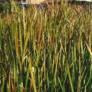 Typha sp. at Conder, ACT - 21 Apr 2000