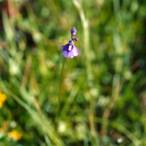 Utricularia dichotoma at Theodore, ACT - 10 Nov 2005