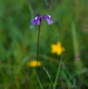 Utricularia dichotoma at Tuggeranong DC, ACT - 15 Nov 2005 12:00 AM