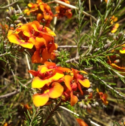 Dillwynia sericea (Egg And Bacon Peas) at Kambah, ACT - 16 Oct 2017 by RosemaryRoth