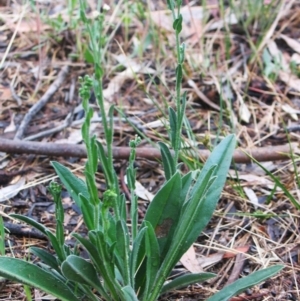 Hackelia suaveolens at Hughes, ACT - 1 Jan 1980