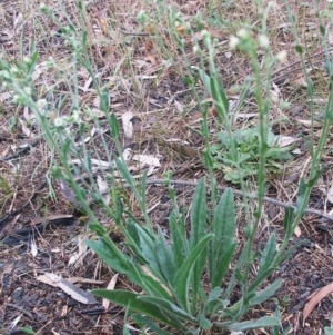 Hackelia suaveolens at Hughes, ACT - 1 Jan 1980