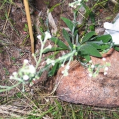 Hackelia suaveolens at Hughes, ACT - 1 Jan 1980