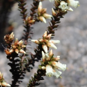 Epacris robusta at Cotter River, ACT - 12 Oct 2017 12:00 AM