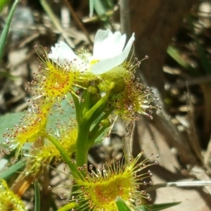 Drosera gunniana at Jerrabomberra, ACT - 17 Oct 2017 02:30 PM