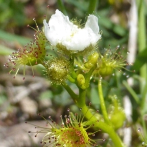 Drosera gunniana at Jerrabomberra, ACT - 17 Oct 2017 02:30 PM