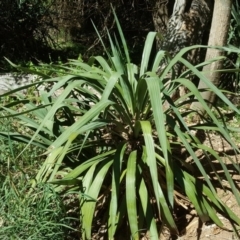 Cordyline sp. (Cordyline) at Jerrabomberra, ACT - 17 Oct 2017 by Mike