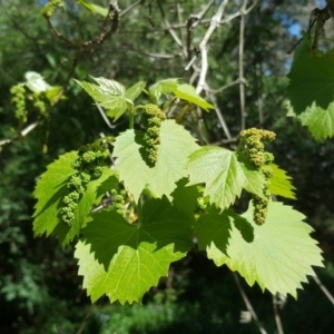 Vitis vinifera at Jerrabomberra, ACT - 17 Oct 2017