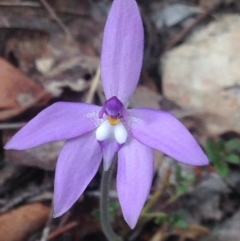 Glossodia major (Wax Lip Orchid) at Burra, NSW - 17 Oct 2017 by Safarigirl