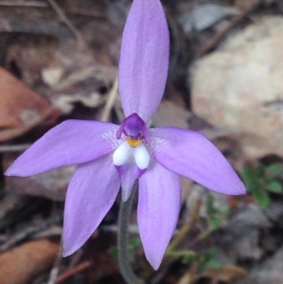 Glossodia major (Wax Lip Orchid) at Burra, NSW - 17 Oct 2017 by Safarigirl