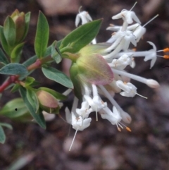 Pimelea linifolia (Slender Rice Flower) at Burra, NSW - 17 Oct 2017 by Safarigirl