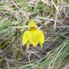 Diuris subalpina (Small Snake Orchid) at Rendezvous Creek, ACT - 11 Oct 2017 by AndyRussell