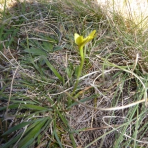 Diuris subalpina at Rendezvous Creek, ACT - suppressed