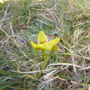 Diuris subalpina at Rendezvous Creek, ACT - 11 Oct 2017