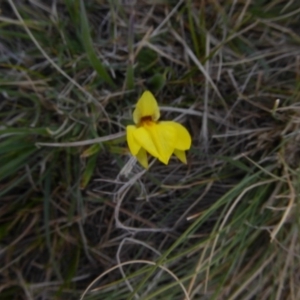 Diuris subalpina at Rendezvous Creek, ACT - 11 Oct 2017