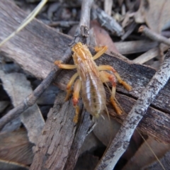 Paragryllacris sp. (genus) (Raspy or Tree cricket) at Bruce Ridge to Gossan Hill - 20 Sep 2017 by AndyRussell