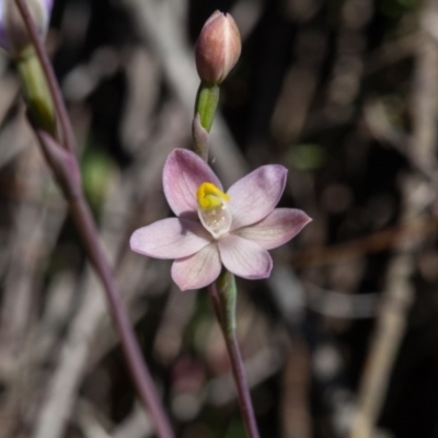 Thelymitra carnea (Tiny Sun Orchid) at Murrumbateman, NSW - 17 Oct 2017 by SallyandPeter