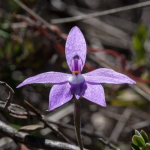 Glossodia major at Murrumbateman, NSW - 17 Oct 2017