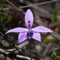 Glossodia major at Murrumbateman, NSW - 17 Oct 2017