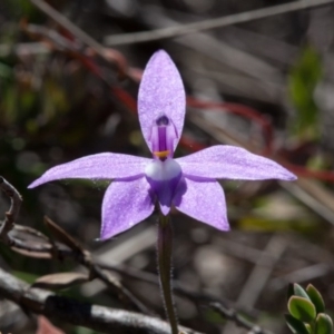 Glossodia major at Murrumbateman, NSW - 17 Oct 2017