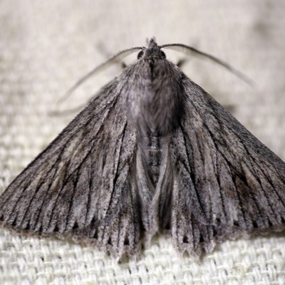 Cyneoterpna wilsoni (Cyneoterpna wilsoni) at O'Connor, ACT - 16 Oct 2017 by ibaird