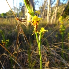 Diuris sulphurea (Tiger Orchid) - 1 Jan 1900 by NatalieC